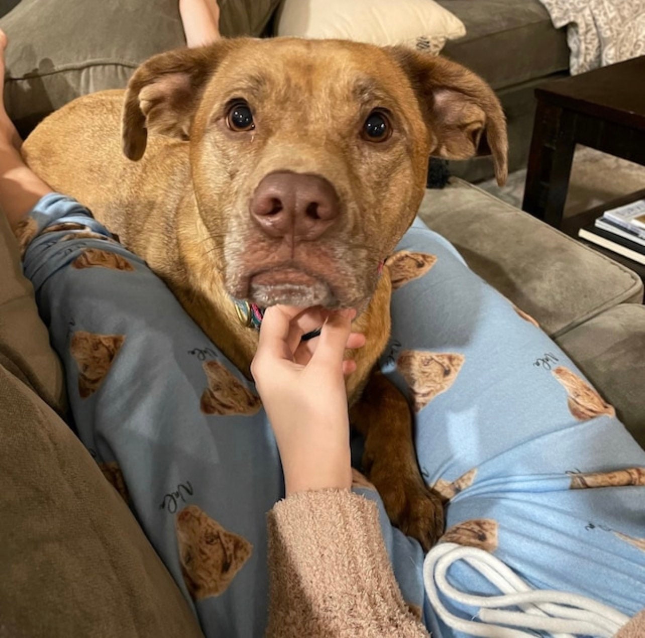 Custom Pet Photo Pajama Pants for Men – Personalized Dog & Cat Pajama